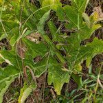 Magydaris pastinacea leaf picture by Martin Bishop (cc-by-sa)