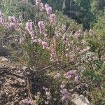 Calluna vulgaris habit picture by Olivier Zol (cc-by-sa)