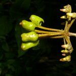 Marcgravia nepenthoides fruit picture by Nelson Zamora Villalobos (cc-by-nc)