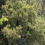 Juniperus phoenicea habit picture by Denis Bastianelli (cc-by-sa)