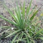 Yucca filamentosa leaf picture by Fylia Aurealis (cc-by-sa)