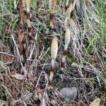 Equisetum telmateia fruit picture by Gheza Diego (cc-by-sa)