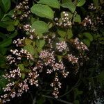 Heteropterys panamensis habit picture by Nelson Zamora Villalobos (cc-by-nc)