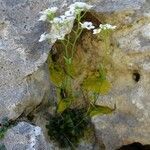 Kernera saxatilis habit picture by Alain Bigou (cc-by-sa)