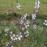 Linaria arvensis flower picture by Alix Raffaillac (cc-by-sa)