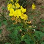 Crotalaria micans habit picture by Shehadi Ramiz (cc-by-sa)