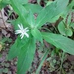 Stellaria pubera leaf picture by Franklin Barrett (cc-by-sa)