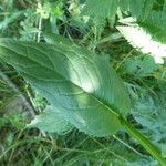 Crepis pyrenaica leaf picture by Llandrich anna (cc-by-sa)