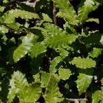 Quercus trojana leaf picture by Frédéric Dupont (cc-by-sa)