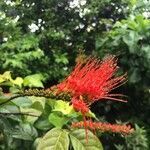 Combretum rotundifolium flower picture by co lemoine (cc-by-sa)