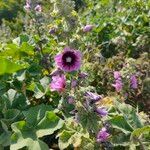 Malva arborea flower picture by toby nicholson (cc-by-sa)