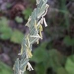 Elymus repens flower picture by jeclerencia (cc-by-sa)