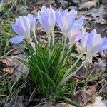 Crocus tommasinianus habit picture by Sabina Hartmann (cc-by-sa)