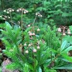 Chimaphila umbellata habit picture by Marilyse Goulet (cc-by-sa)