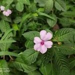 Impatiens flaccida flower picture by Augustin Soulard (cc-by-sa)