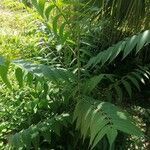 Ailanthus altissima habit picture by Joan Francesc (cc-by-sa)