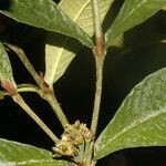 Psychotria psychotriifolia leaf picture by Nelson Zamora Villalobos (cc-by-nc)