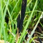 Carex nigra flower picture by Nikola Kostich (cc-by-sa)