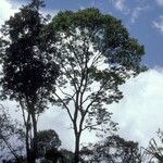 Dicorynia guianensis habit picture by Daniel Barthelemy (cc-by-nc)