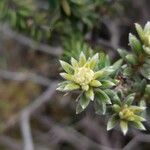 Phylica nitida flower picture by Jean-Christophe Lombardo (cc-by-sa)