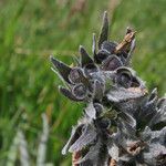 Cynoglossum magellense fruit picture by Emanuele Santarelli (cc-by-sa)