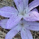 Colchicum variegatum flower picture by Esin Bozdogangil (cc-by-sa)