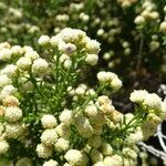 Baccharis boliviensis flower picture by Fabien Anthelme (cc-by-sa)