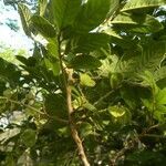 Cupania guatemalensis fruit picture by Nelson Zamora Villalobos (cc-by-nc)