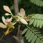 Tamarindus indica flower picture by Nelson Zamora Villalobos (cc-by-nc)