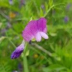 Lathyrus hirsutus flower picture by Germain LÉGER (cc-by-sa)