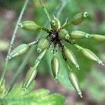 Chaerophyllum temulum fruit picture by grutz (cc-by-sa)