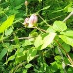 Clematis viorna flower picture by Heidi (cc-by-sa)