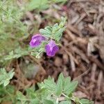 Scutellaria drummondii flower picture by Bre Bitz (cc-by-sa)