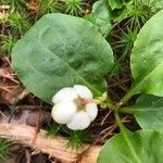 Pyrola elliptica flower picture by Nicole M (cc-by-sa)