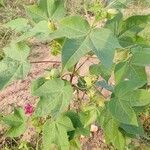 Gossypium herbaceum leaf picture by shubham shubham dhone (cc-by-sa)