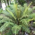 Blechnum magellanicum habit picture by Daniel Barthelemy (cc-by-nc)