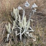 Culcitium canescens habit picture by Fabien Anthelme (cc-by-sa)