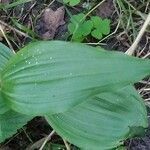 Epipactis leptochila leaf picture by Frank Leman (cc-by-sa)