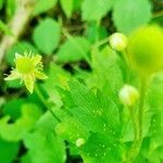 Ranunculus recurvatus flower picture by Holly Nobles (cc-by-sa)