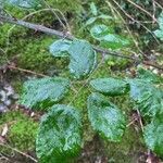 Rubus pedatifolius leaf picture by Clara Rouillard (cc-by-sa)