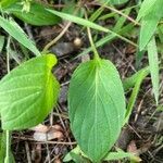 Viola lanceolata leaf picture by guinnevere lowe (cc-by-sa)