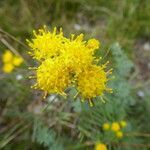 Galatella linosyris habit picture by Michael Andresek (cc-by-sa)