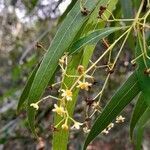 Nectandra angustifolia flower picture by Trap Hers (cc-by-sa)