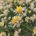 Genista umbellata (l'hér.) flower picture by Isiauro Álvarez (cc-by-sa)