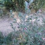 Echium asperrimum habit picture by Isabelle Ribaute (cc-by-sa)