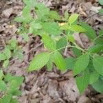 Rosa setigera leaf picture by cindy cindyr (cc-by-sa)