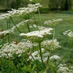 Heracleum mantegazzianum flower picture by Brousse Ouilice (cc-by-sa)