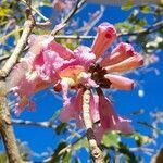 Handroanthus heptaphyllus flower picture by Trap Hers (cc-by-sa)