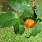 Eugenia uniflora fruit picture by Luz Gabriel (cc-by-sa)