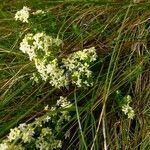 Galium arenarium habit picture by Pierre LEON (cc-by-sa)